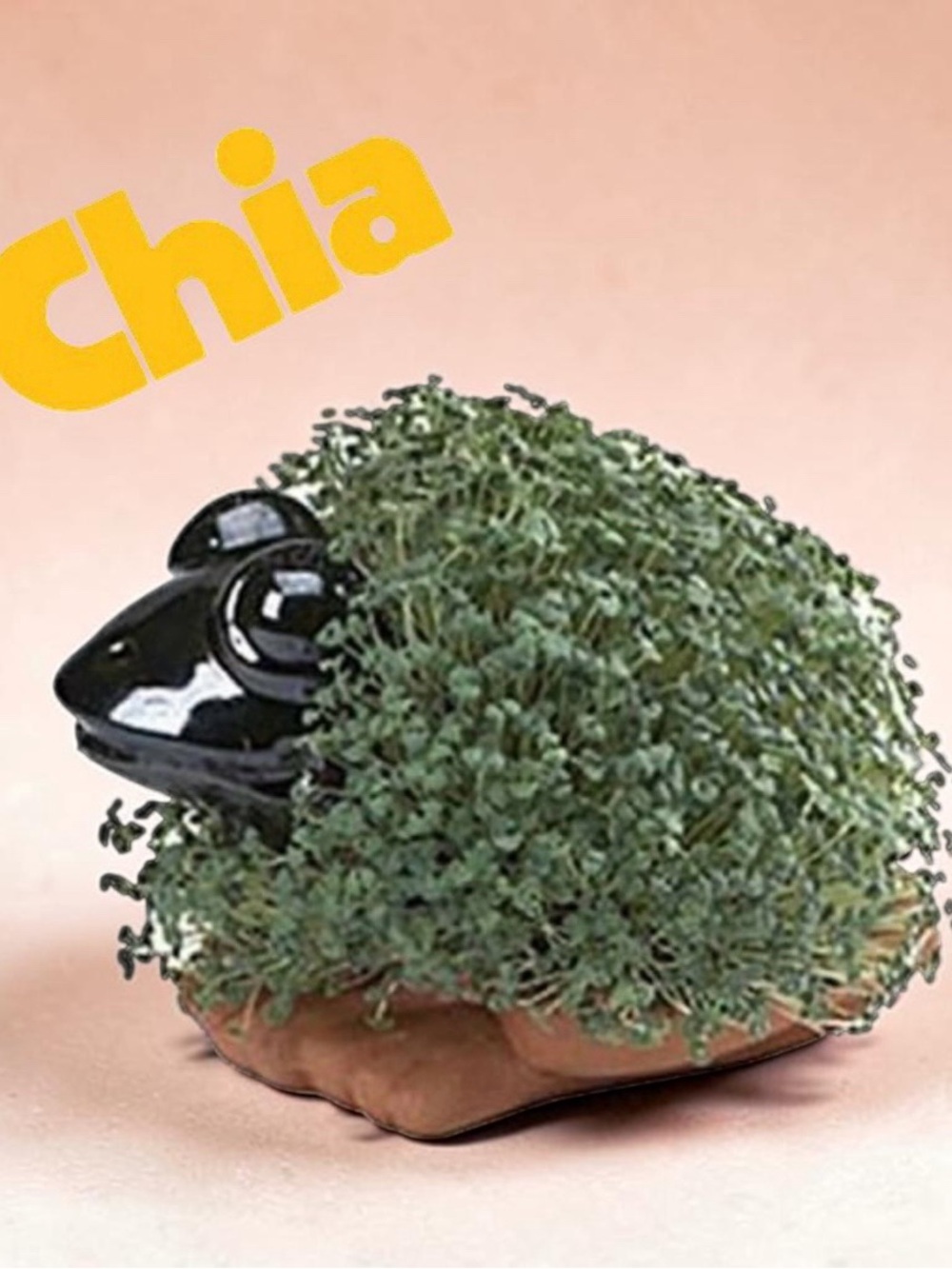 Chia Pet Frog Grow Set Handmade Vintage Home Garden Clay Animal Black Pottery